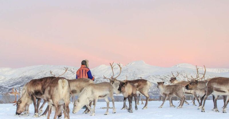 Tromsø: Reindeer Ranch and Sami Cultural Tour With Lunch - Activity Highlights