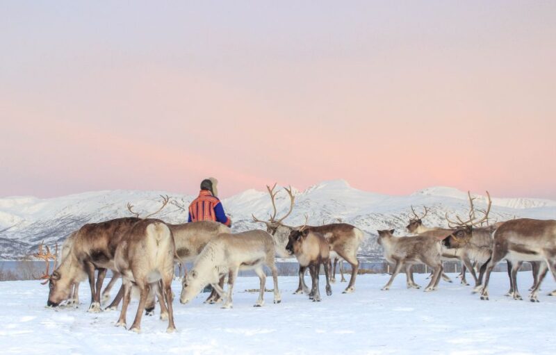 Tromsø: Reindeer Ranch and Sami Cultural Tour With Lunch - Scenic Landscapes