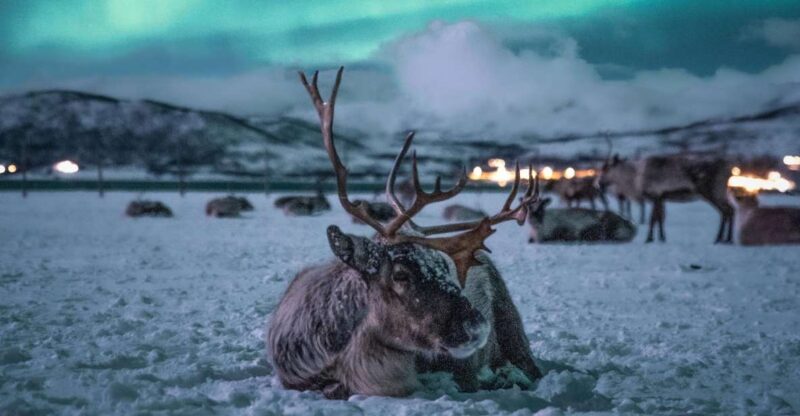 Tromsø: Reindeer Sled, Dinner, and Northern Lights Day Trip - Key Points
