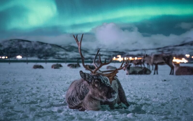 Tromsø: Reindeer Sled, Dinner, and Northern Lights Day Trip - Taking in Sami Culture and Beliefs