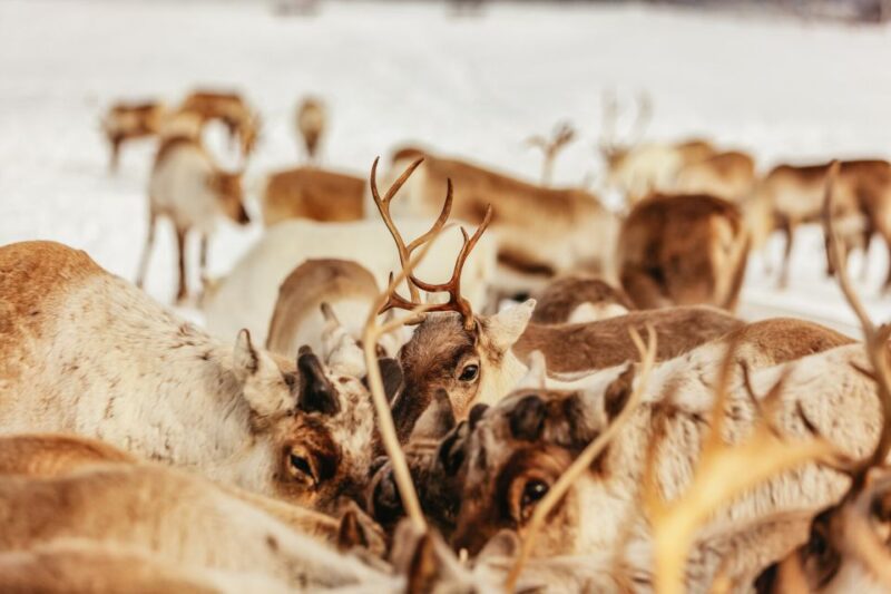 Tromsø: Reindeer Sledding & Feeding With a Sami Guide - Key Points