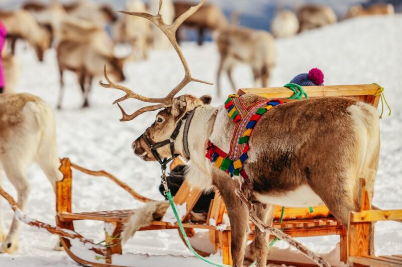 Tromsø: Reindeer Sledding & Feeding With a Sami Guide - Booking Information