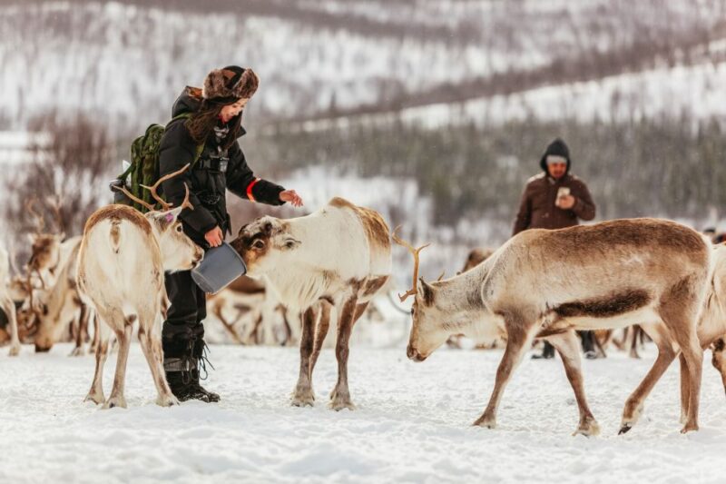 Tromsø: Reindeer Sledding & Feeding With a Sami Guide - Reindeer Sledding Experience