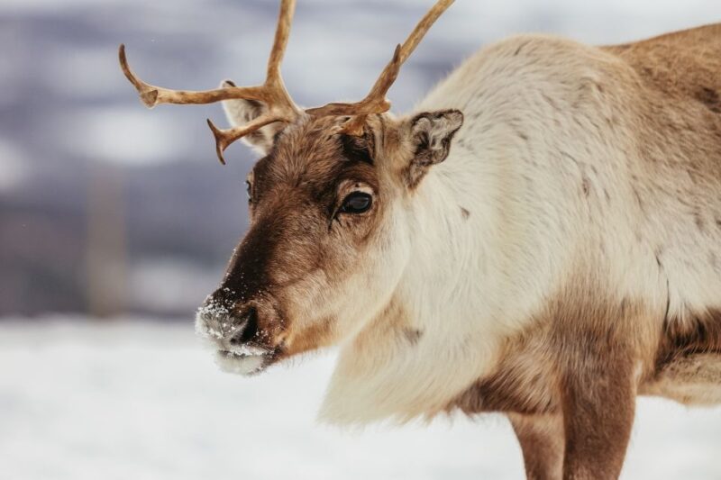 Tromsø: Reindeer Sledding & Feeding With a Sami Guide - Sami Camp and Herd Feeding