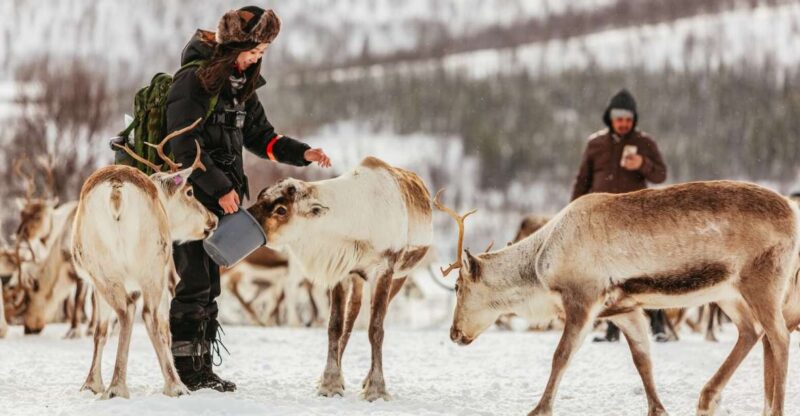 Tromsø: Reindeer Sledding & Feeding With a Sami Guide - Traditional Sami Cuisine