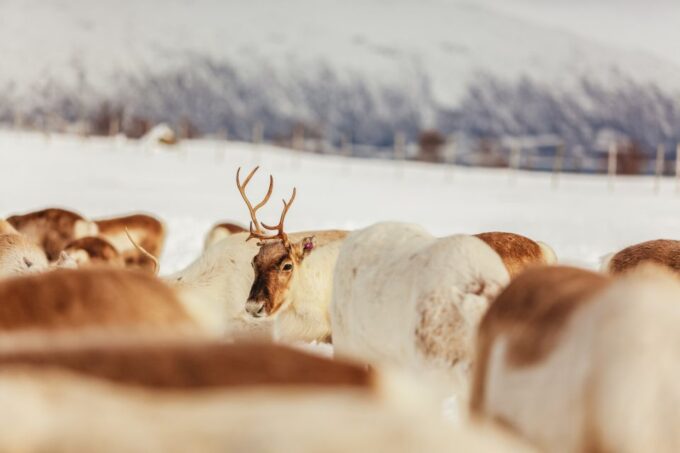 Tromsø: Reindeer Sledding & Feeding With a Sami Guide - Customer Feedback Highlights