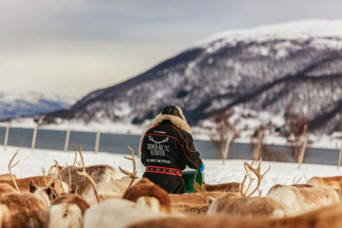 Tromsø: Reindeer Sledding & Feeding With a Sami Guide - Practical Information