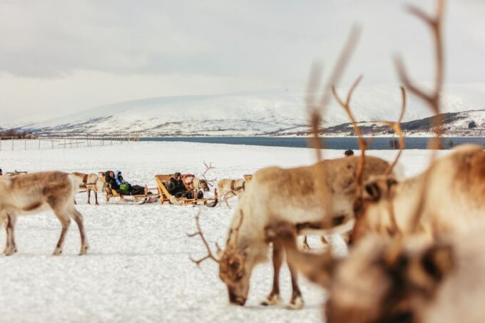 Tromsø: Reindeer Sledding & Feeding With a Sami Guide - Recap