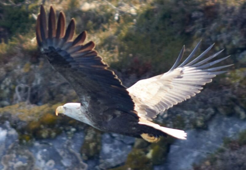 Tromso: RIB-Boat Excursion to Hella - Wildlife Viewing Tips