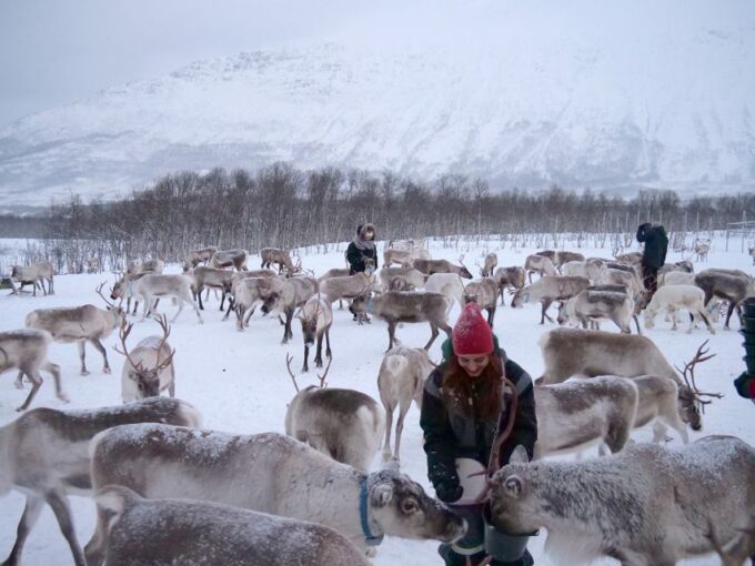 Tromsø: Sámi Reindeer Sledding and Sami Cultural Tour - Reindeer Interaction and Sledding