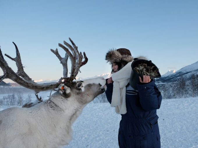 Tromsø: Sámi Reindeer Sledding and Sami Cultural Tour - Recap