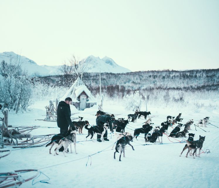 Tromsø: Self-Drive Husky Dog Sledding Adventure - Important Information