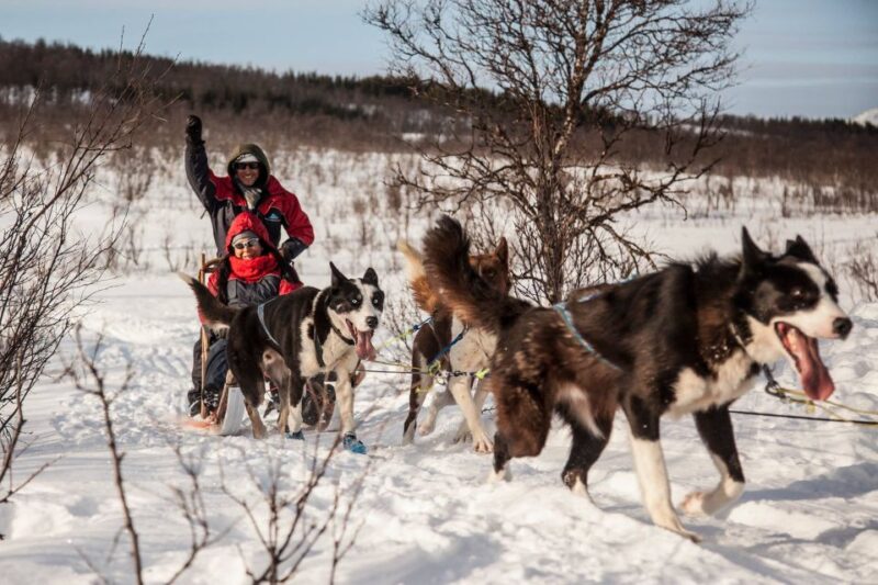 Tromsø: Self-Drive Husky Dog Sledding Adventure - Customer Reviews