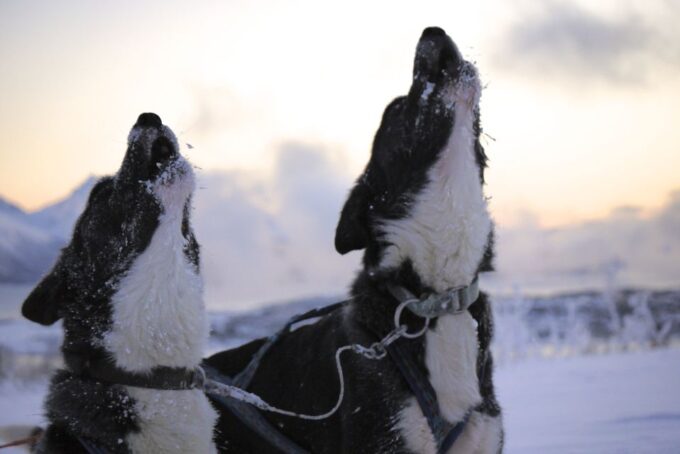 Tromsø: Self-Drive Husky Dog Sledding Adventure - Safety Precautions