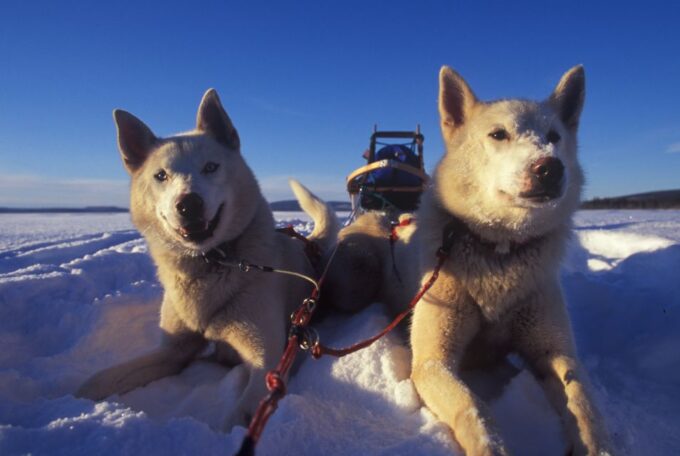 Tromsø: Self-Drive Husky Dog Sledding Adventure - Recap