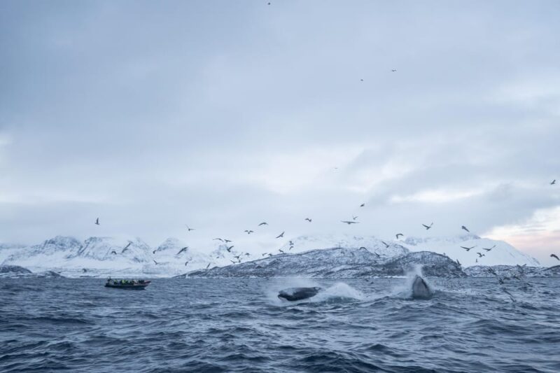 Tromsø: Skjervøy RIB Whale Watching Tour - Itinerary & Experience