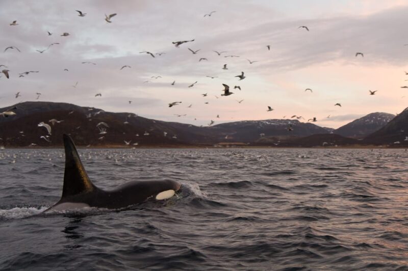 Tromsø: Skjervøy RIB Whale Watching Tour - Inclusions & Safety
