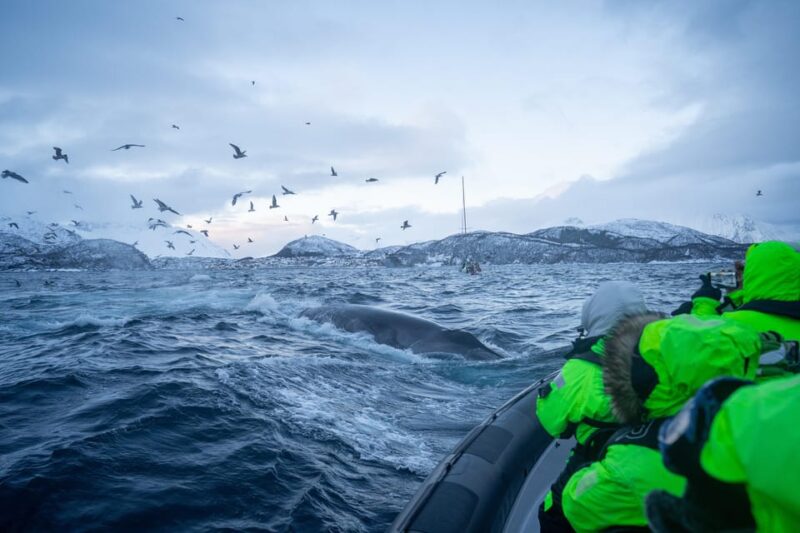 Tromsø: Skjervøy RIB Whale Watching Tour - Meeting Point & Recommendations
