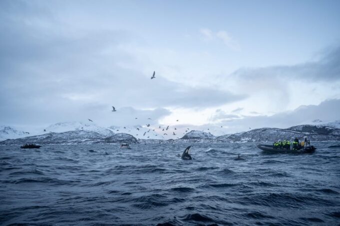 Tromsø: Skjervøy RIB Whale Watching Tour - Comfort and Proximity on the RIB