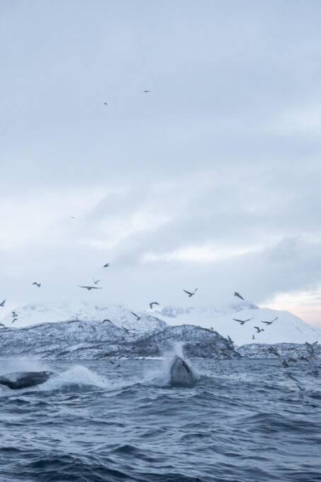 Tromsø: Skjervøy RIB Whale Watching Tour - Thrilling Encounters With Whales
