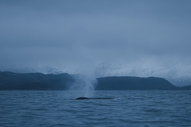 Tromsø: Skjervøy RIB Whale Watching Tour With Drinks & Snack - Whale Watching Highlights
