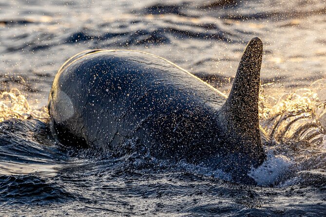 Tromsø: Skjervøy RIB Whale Watching Tour With Drinks & Snack - Safety Precautions