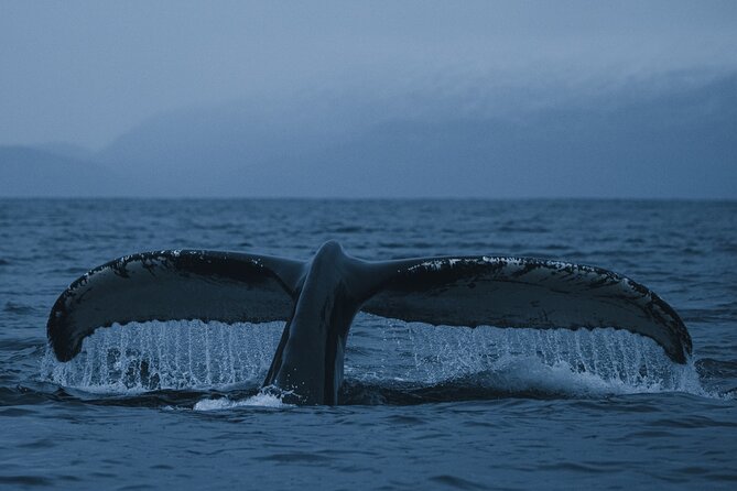 Tromsø: Skjervøy RIB Whale Watching Tour With Drinks & Snack - Feedback and Reviews