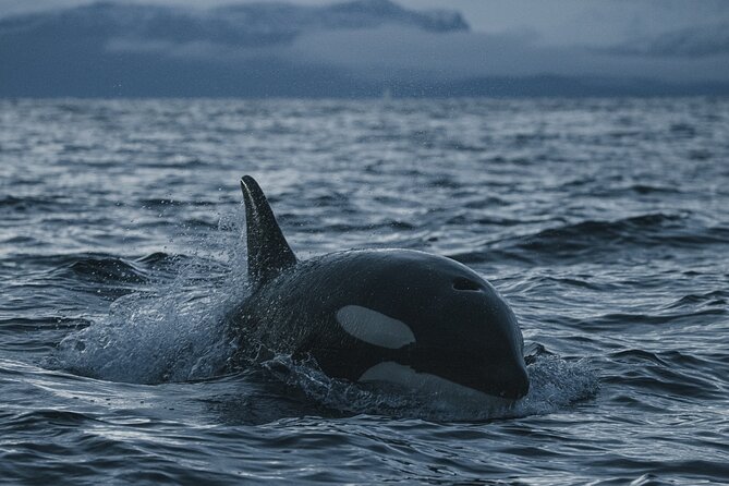 Tromsø: Skjervøy RIB Whale Watching Tour With Drinks & Snack - Getting There