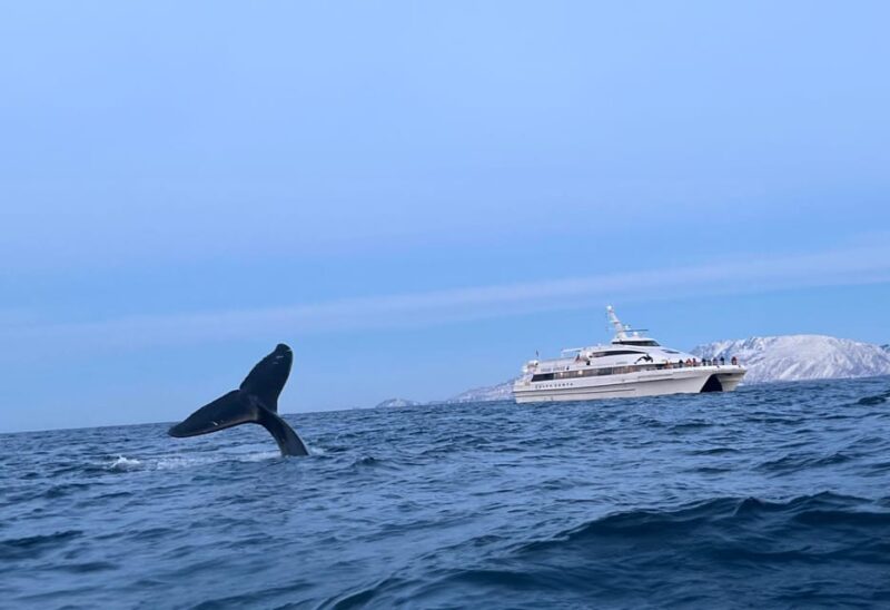 Tromsø Whale Safari With MS Gabriele - Key Points