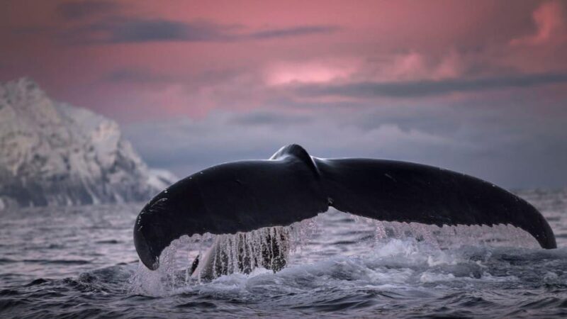 Tromsø Whale Safari With MS Gabriele - Vessel Specifications