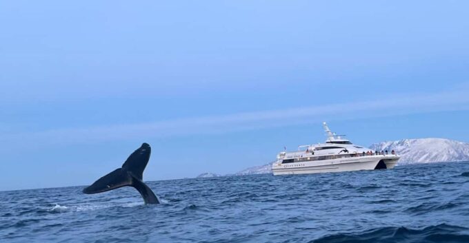 Tromsø Whale Safari With MS Gabriele - Guided Learning Opportunities