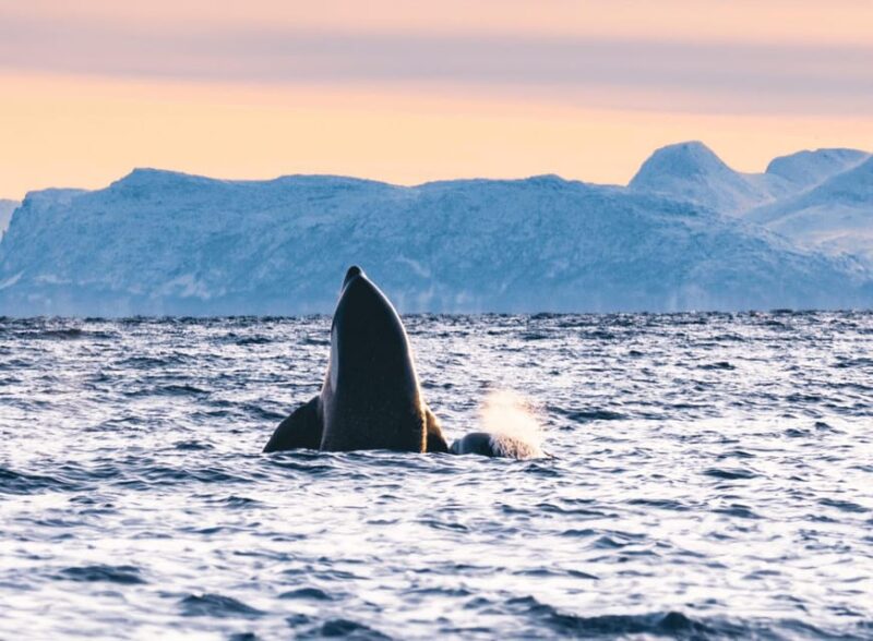 Tromsø Whale Safari With MS Trolltind Nordic - Vessel Features