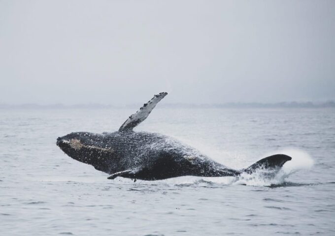 Tromsø Whale Safari With MS Trolltind Nordic - Comfortable Amenities