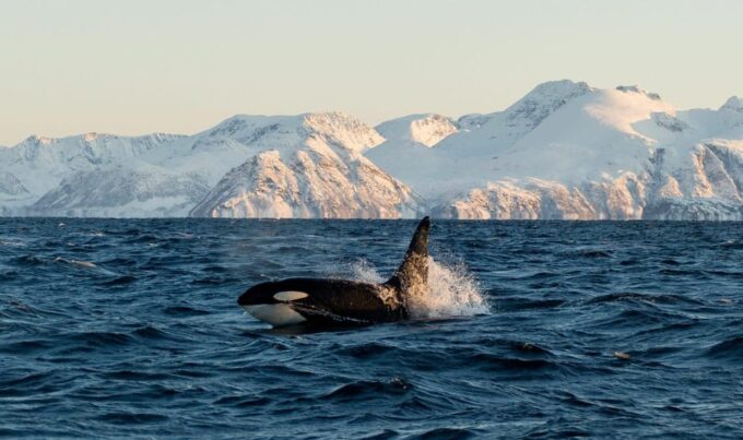 Tromsø Whale Safari With MS Trolltind Nordic - Live Tour Guide