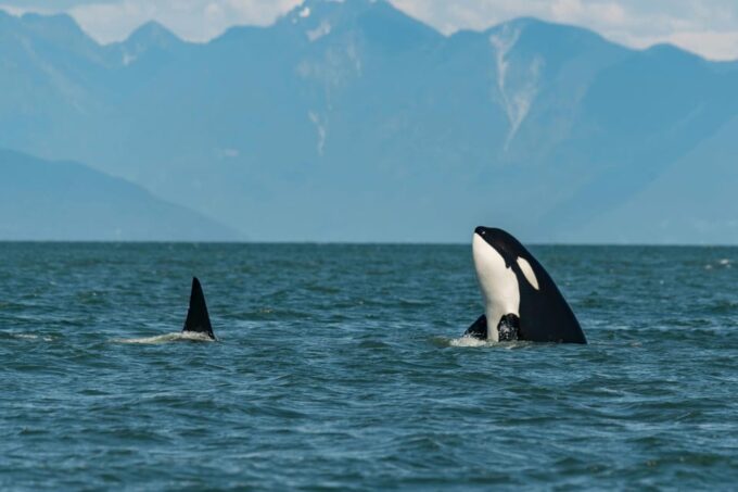 Tromsø Whale Safari With MS Trolltind Nordic - Unique Adventure Opportunity