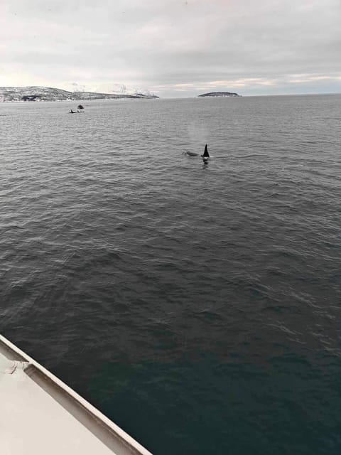 Tromsø Whale Safari With MS Trolltind Nordic - Frequently Asked Questions