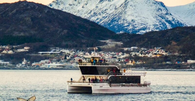 Tromsø: Whale Watching Tour by Hybrid-Electric Catamaran - Key Points
