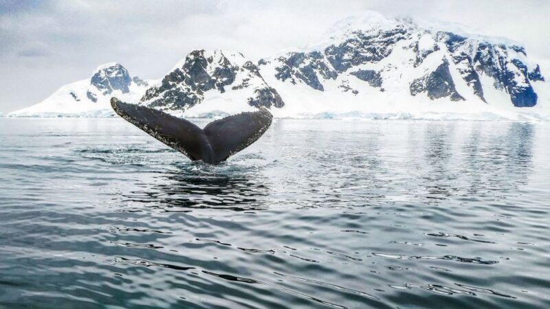 Tromsø: Whale Watching Tour by Hybrid-Electric Catamaran - Unique Arctic Fjord Experience