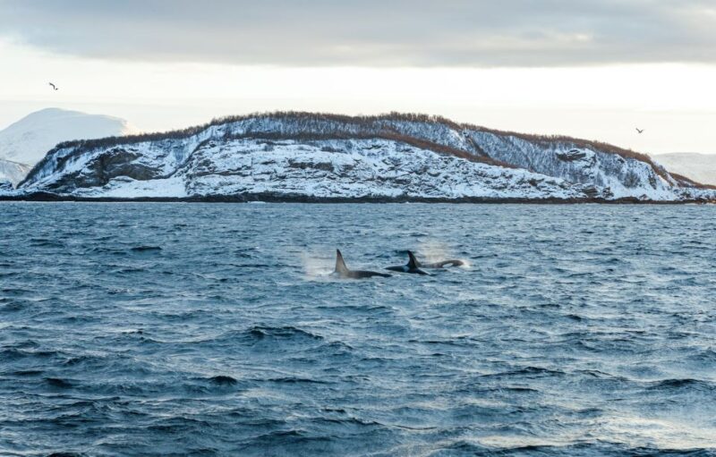Tromsø: Whale Watching Tour by Hybrid-Electric Catamaran - Whale Watching Success Rate
