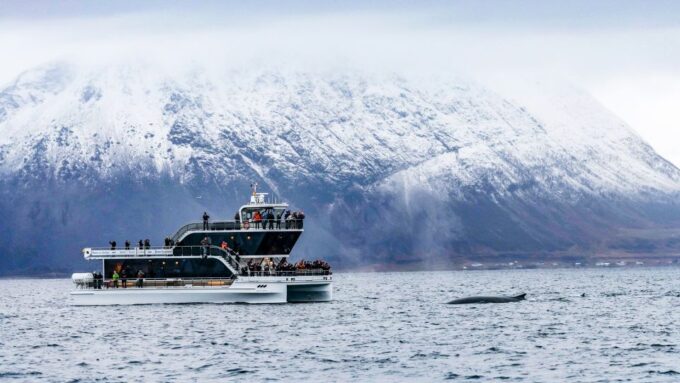 Tromsø: Whale Watching Tour by Hybrid-Electric Catamaran - Customer Feedback and Ratings
