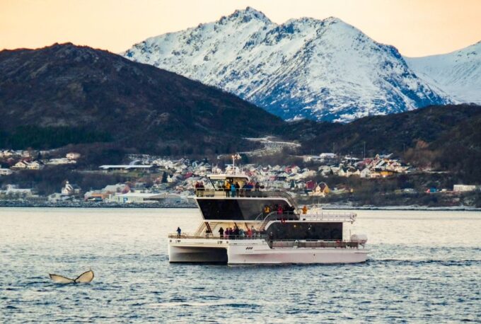 Tromsø: Whale Watching Tour by Hybrid-Electric Catamaran - Reserve Now and Pay Later