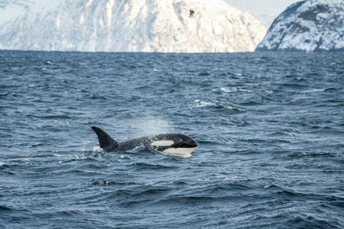 Tromsø: Whale Watching Tour by Hybrid-Electric Catamaran - Recap