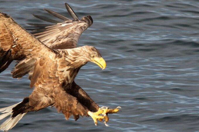 Tromsø: Wildlife Bird Fjord Cruise With Lunch and Drinks - Fishing and Meal Preparation
