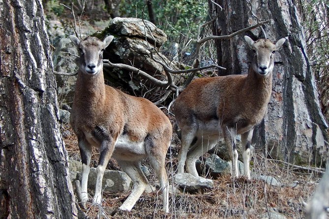 Troodos Jeep Safari From Protaras,Ayia Napa & Larnaca - Exclusions