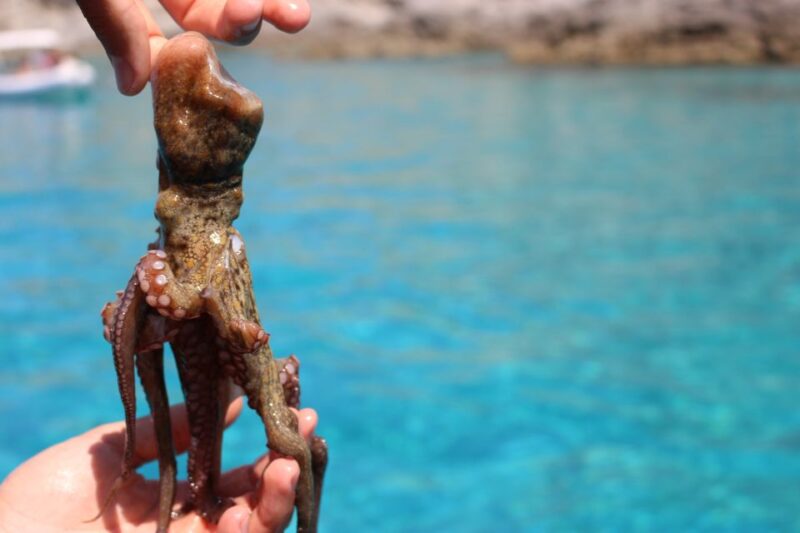 Tropea: Private Boat Rental With Skipper and Snacks - Customer Feedback