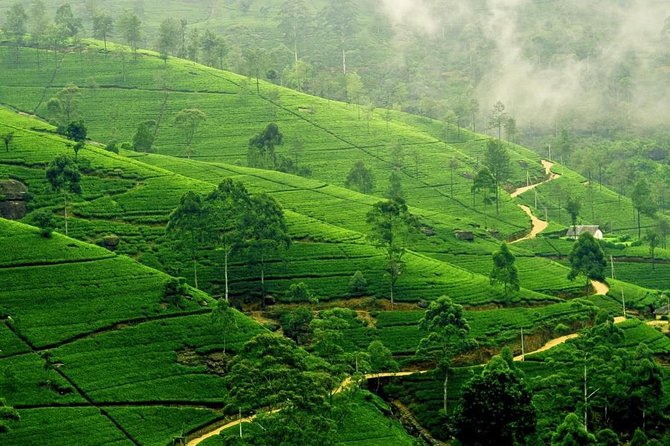Tropical Ceylon | 8 Days - Itinerary