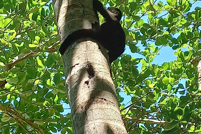 Tropical Hike in the Gandoca-Manzanillo Wild Life Refuge - Maximum Group Size