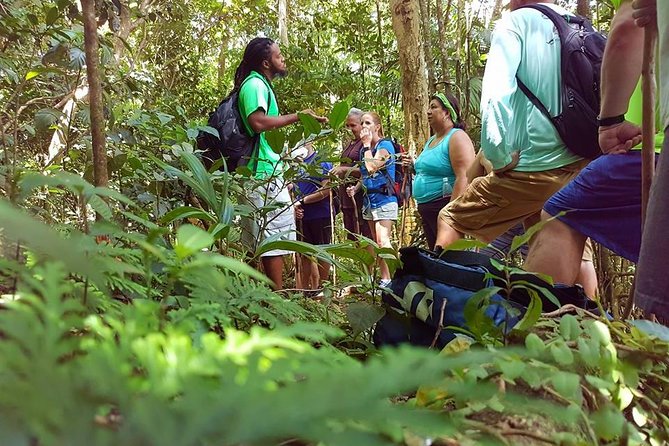 Tropical Rain Forest Explorer In St. Kitts - Volcanic Rock Formations