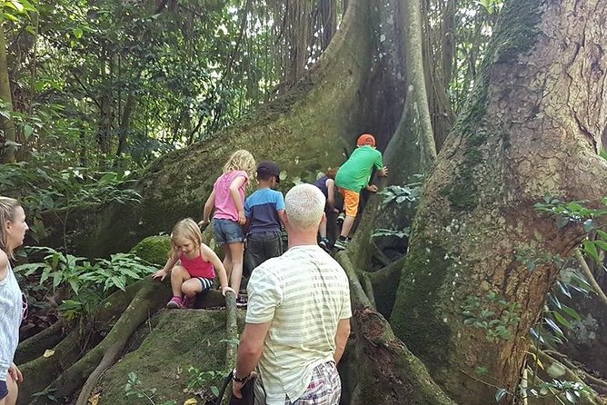 Tropical Rain Forest Explorer In St. Kitts - Light Refreshments and Treats