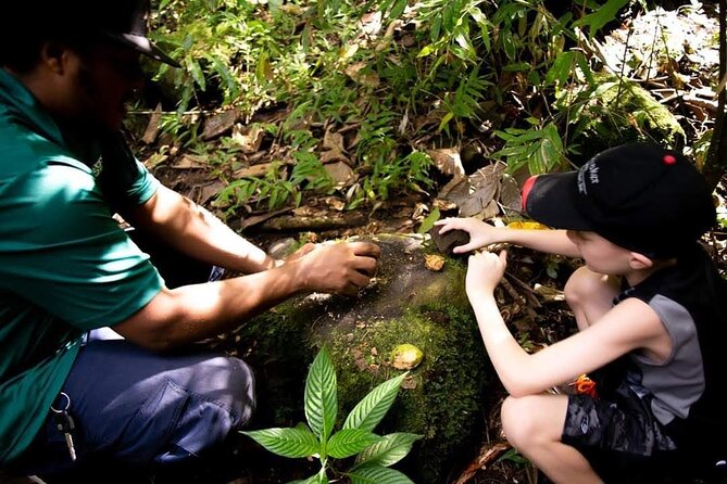 Tropical Rain Forest Explorer In St. Kitts - Traveler Reviews and Recommendations